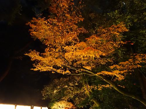 DSC0511220181012 (1)