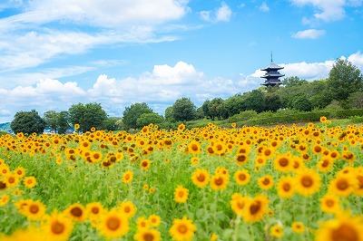 IMG_820220200711 (1)