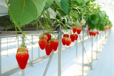 キモノでイチゴ狩り 倉敷市早高 あきちゃん農園 着物 和装小物等販売 きもの彩画廊 岡山県岡山市西古松